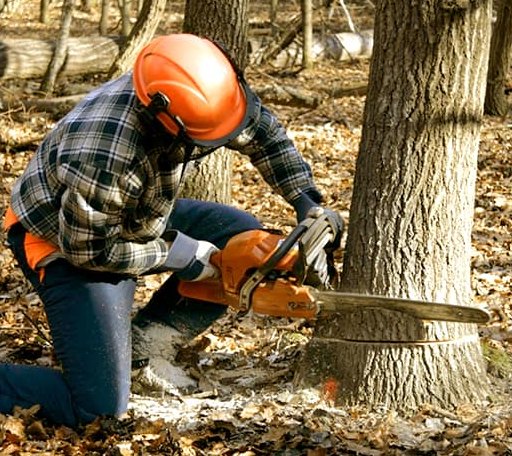 Tree Removal in Easton, CT